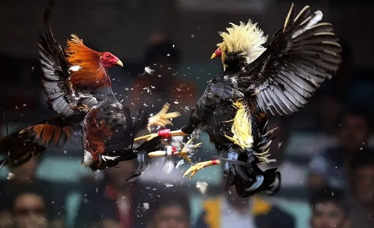 Bí Kíp Và Cách Chơi Đá Gà Sabong Tại 88Goals Kiếm Tiền Tỷ 1 Bí Kíp Và Cách Chơi Đá Gà Sabong Tại 88Goals Kiếm Tiền Tỷ